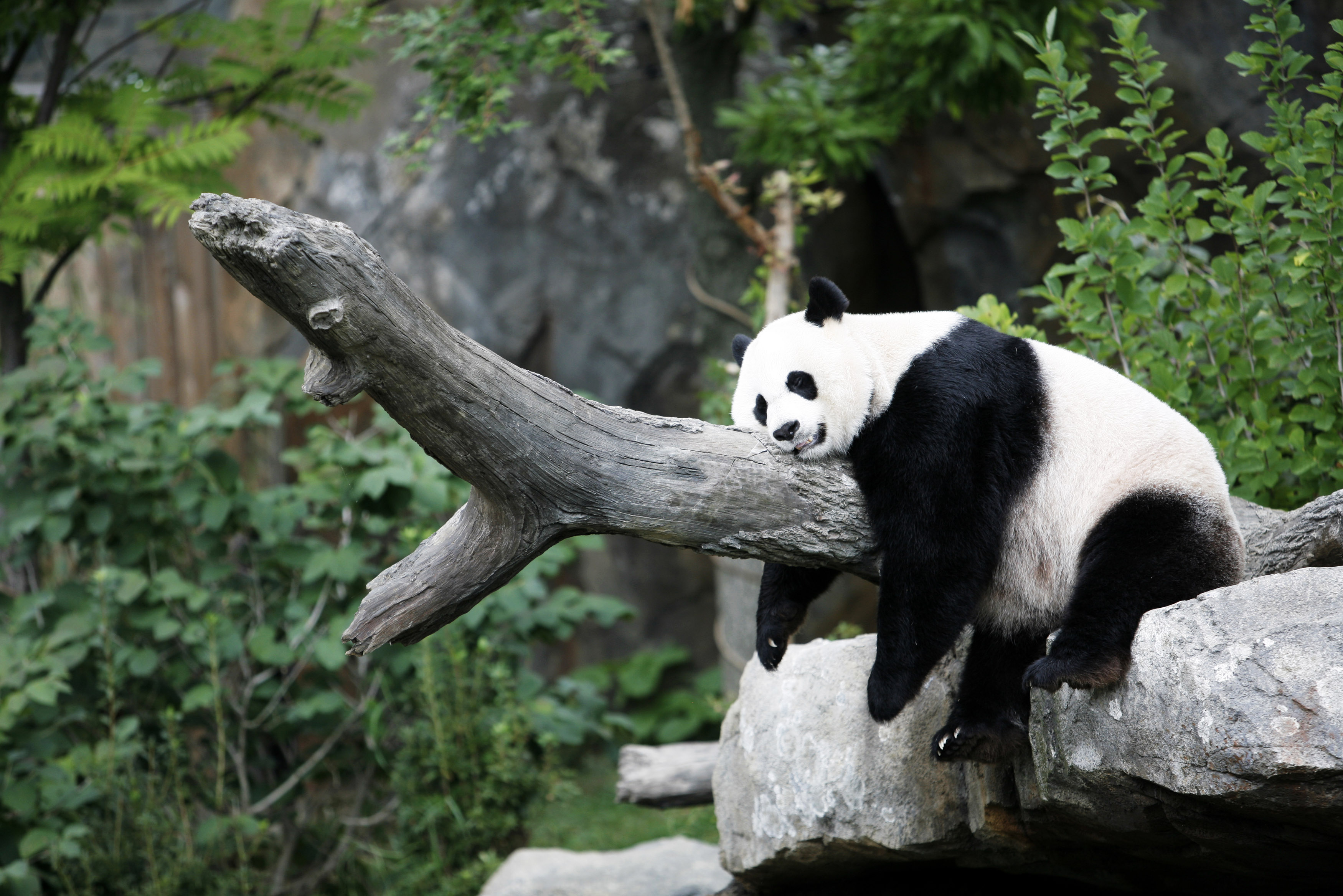 Sleeping Panda Hd - HD Wallpaper 