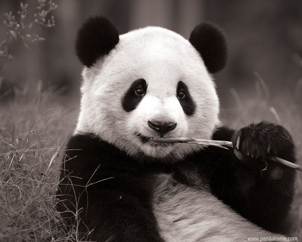 Panda - HD Wallpaper 