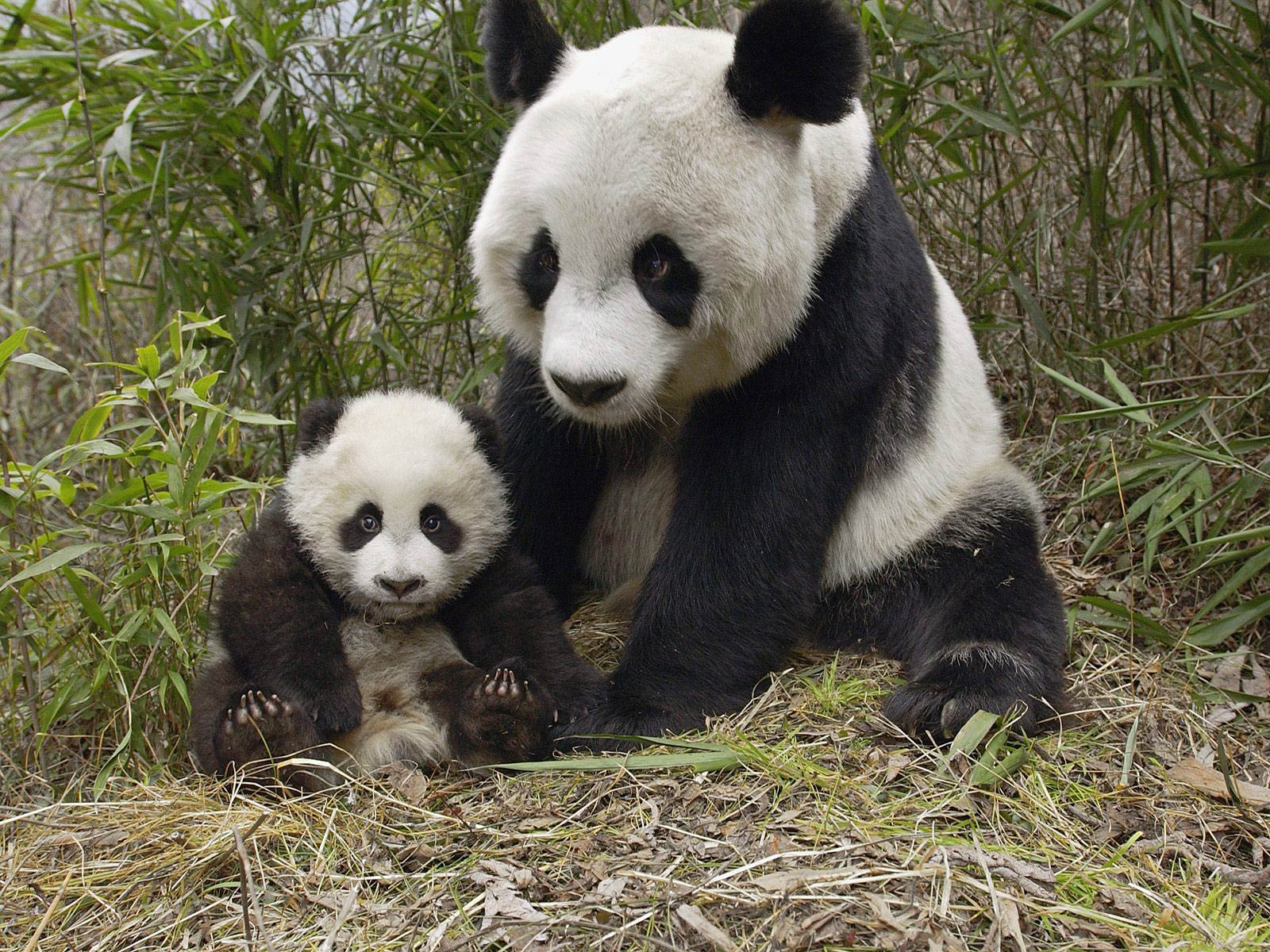 Free Giant Panda Wallpaper Wallpapers Download - Giant Panda With Baby - HD Wallpaper 