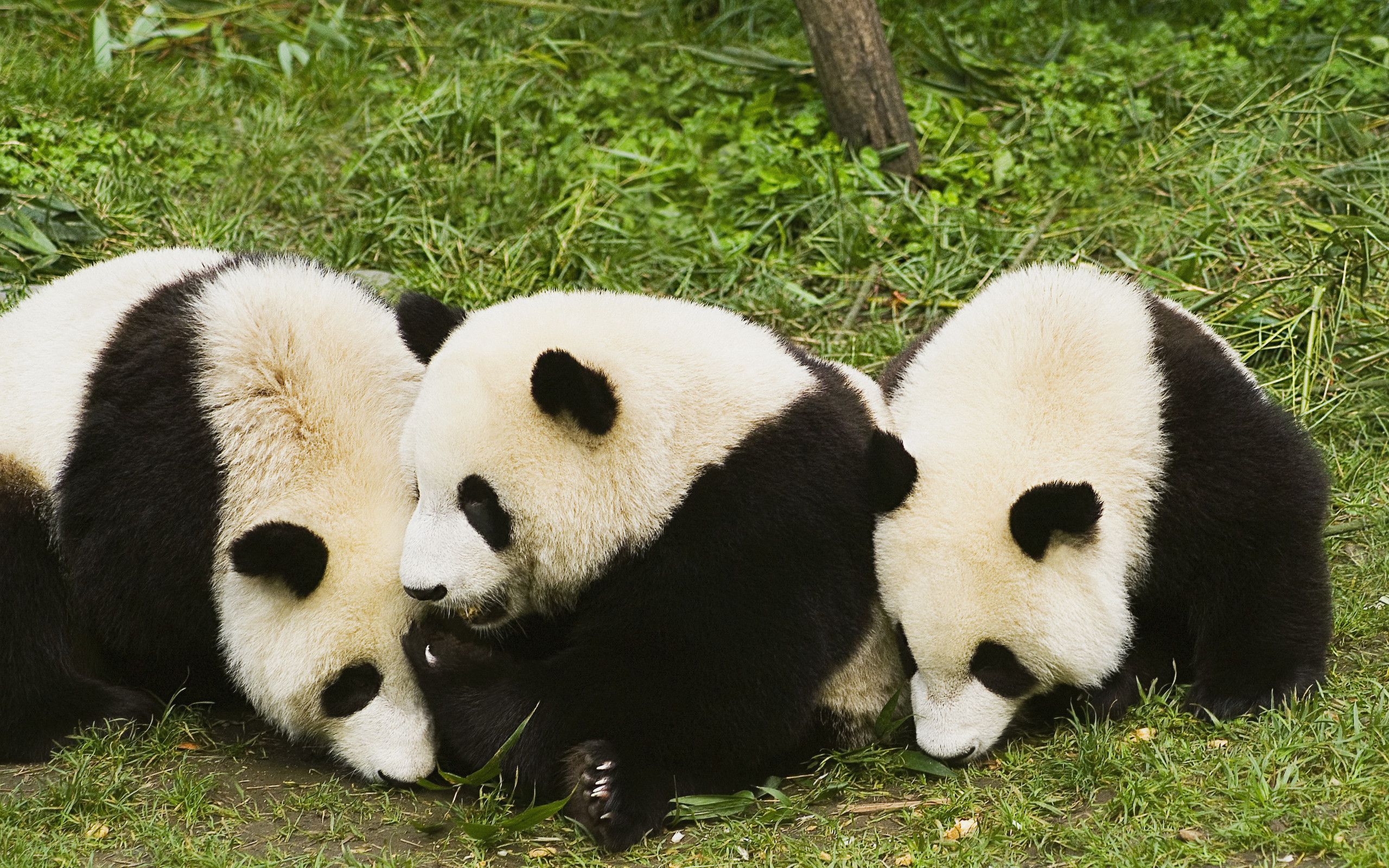 Family Panda - HD Wallpaper 