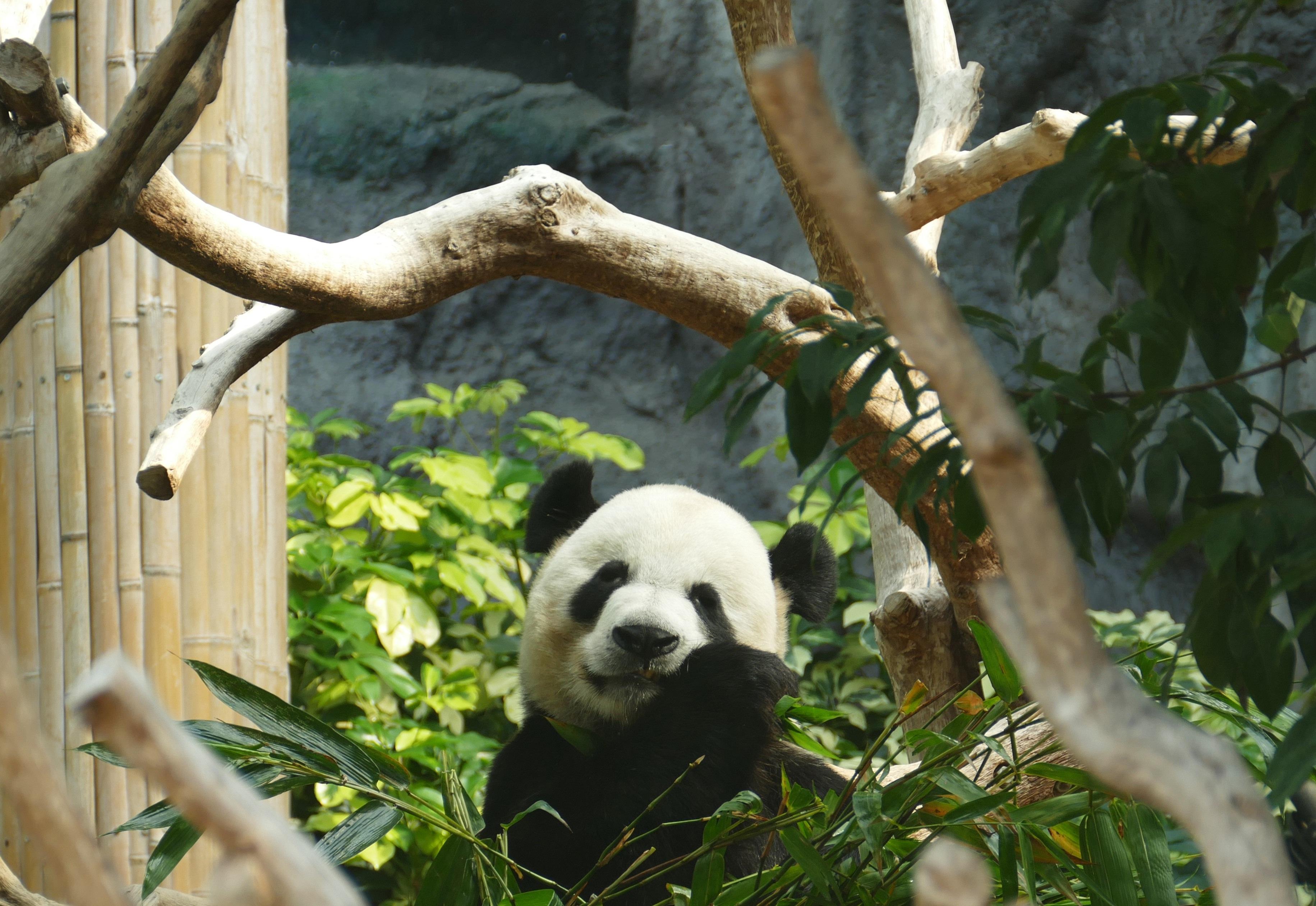 Panda, Bamboo, Wood - HD Wallpaper 