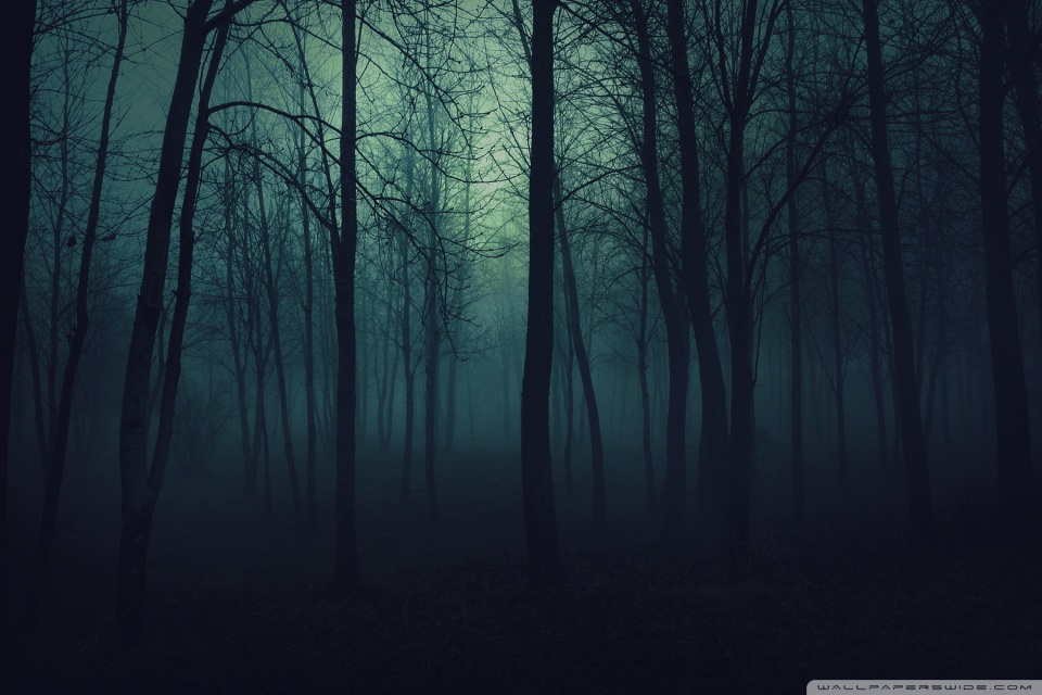 Dark Forest - HD Wallpaper 
