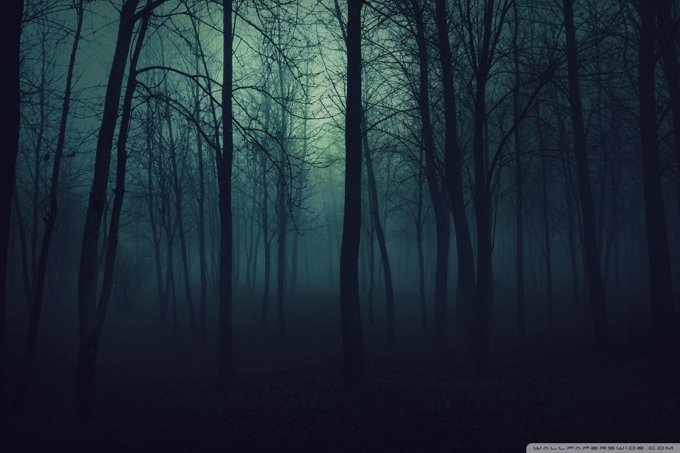Dark Forest - HD Wallpaper 