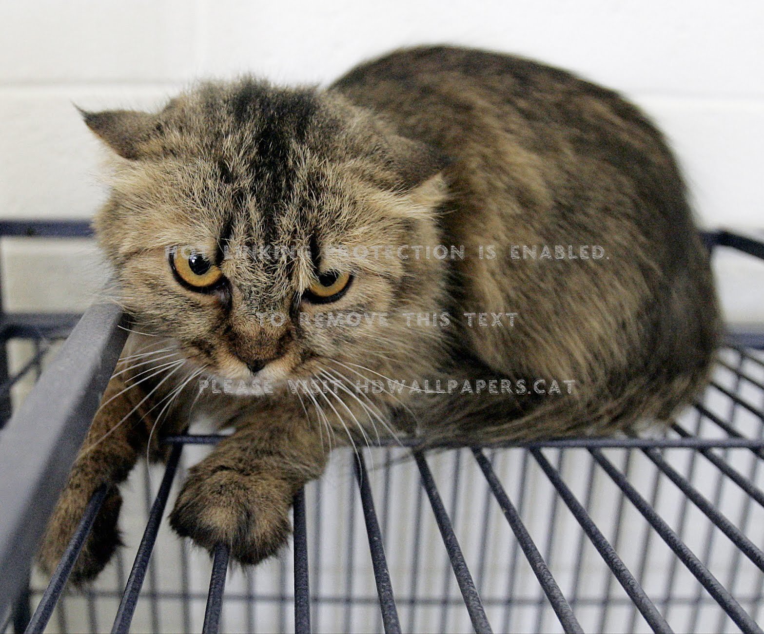 This Cat Bad Attitude And Angry Hostile - Domestic Short-haired Cat - HD Wallpaper 