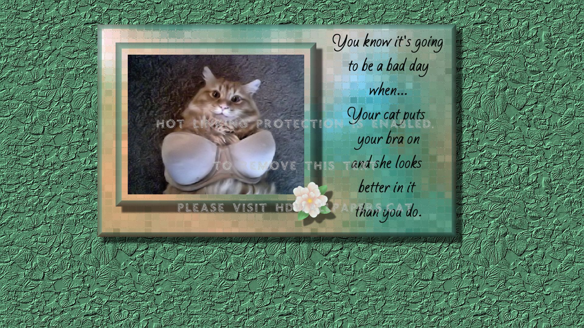 Bad Day Cats Funny Green Animals - Unterwäsche - HD Wallpaper 