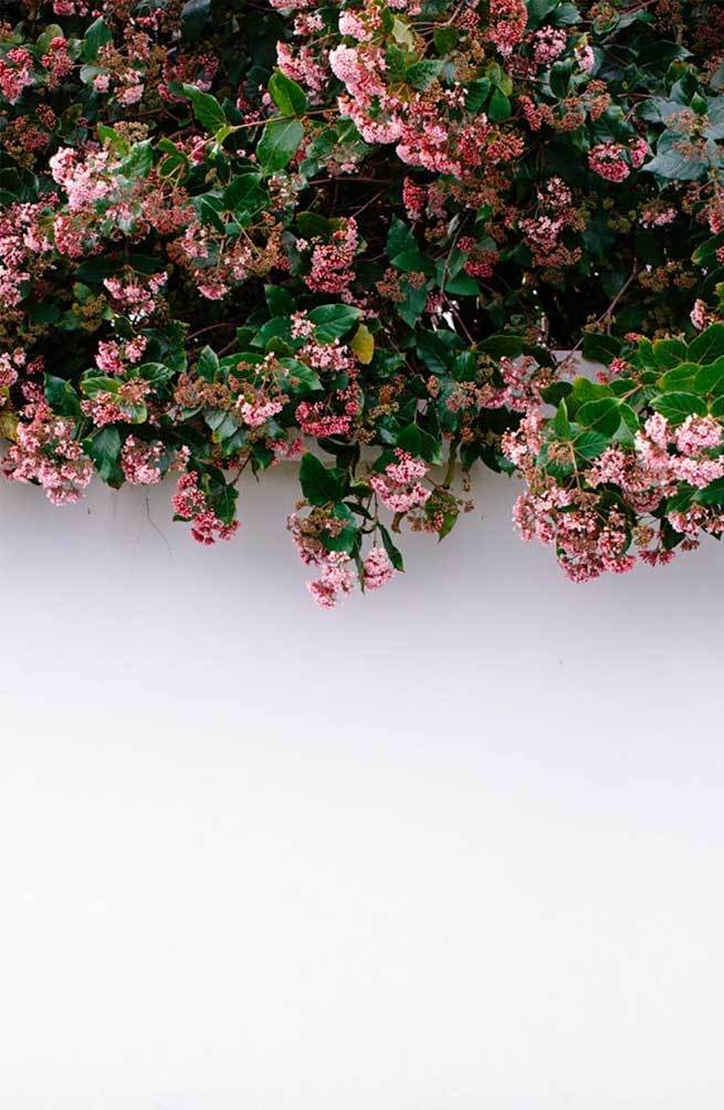 Flower Aesthetics, Iphone Wallpapers, Iphone Background, - Aesthetic Iphone Wallpaper Hd - 655x1004 Wallpaper Flower Aesthetics, Iphone Wallpapers, Iphone Background, - Aesthetic Iphone Wallpaper Hd - 655x1004 Wallpaper