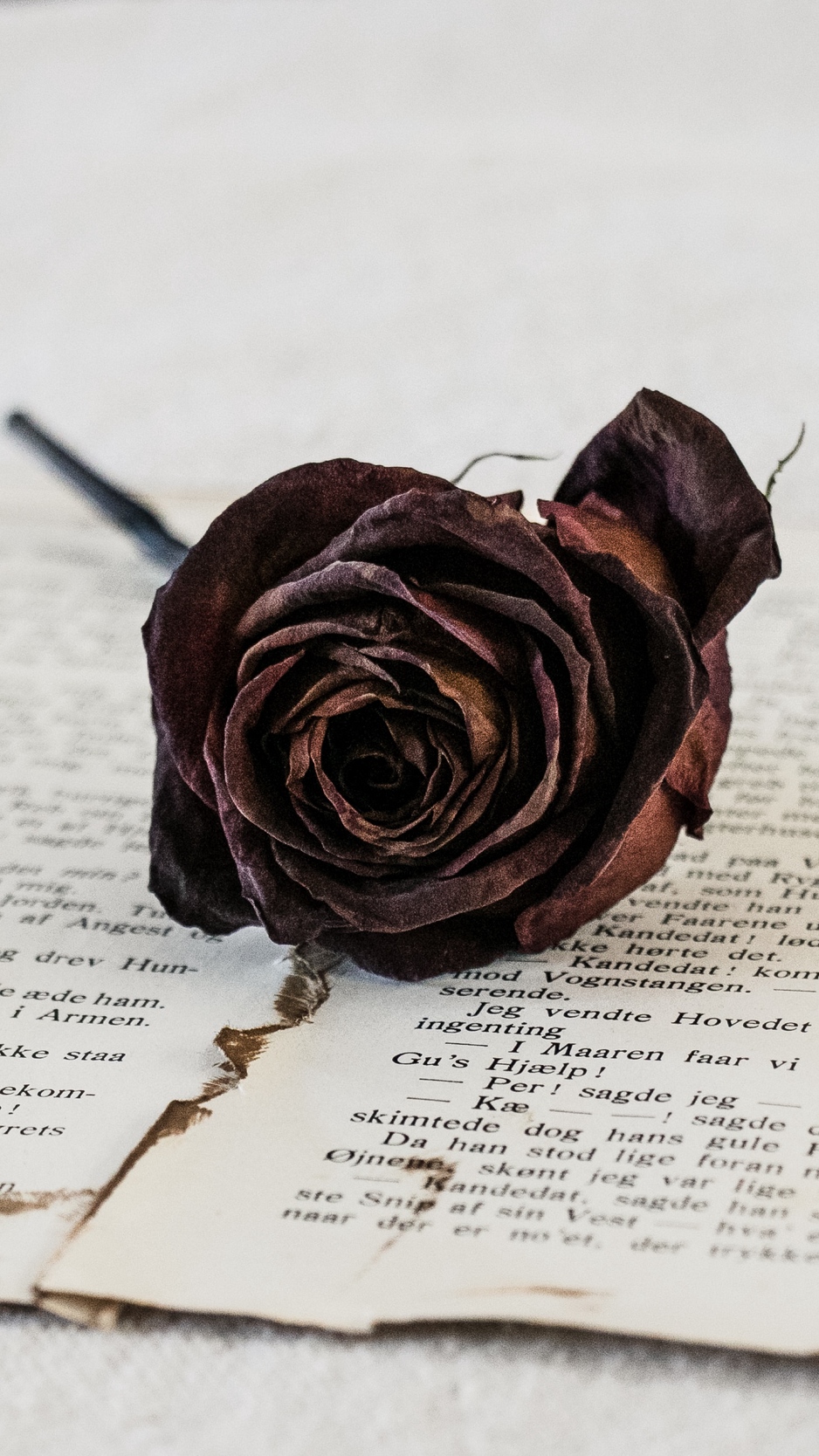 Wallpaper Rose, Dry, Flower, Pages - Rose - HD Wallpaper 