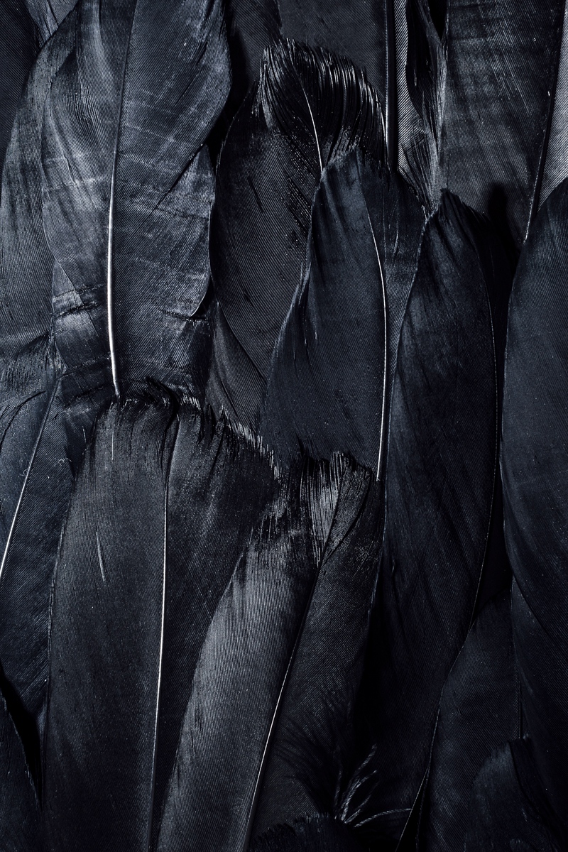 Wallpaper Feathers, Black, Dark - Black ...