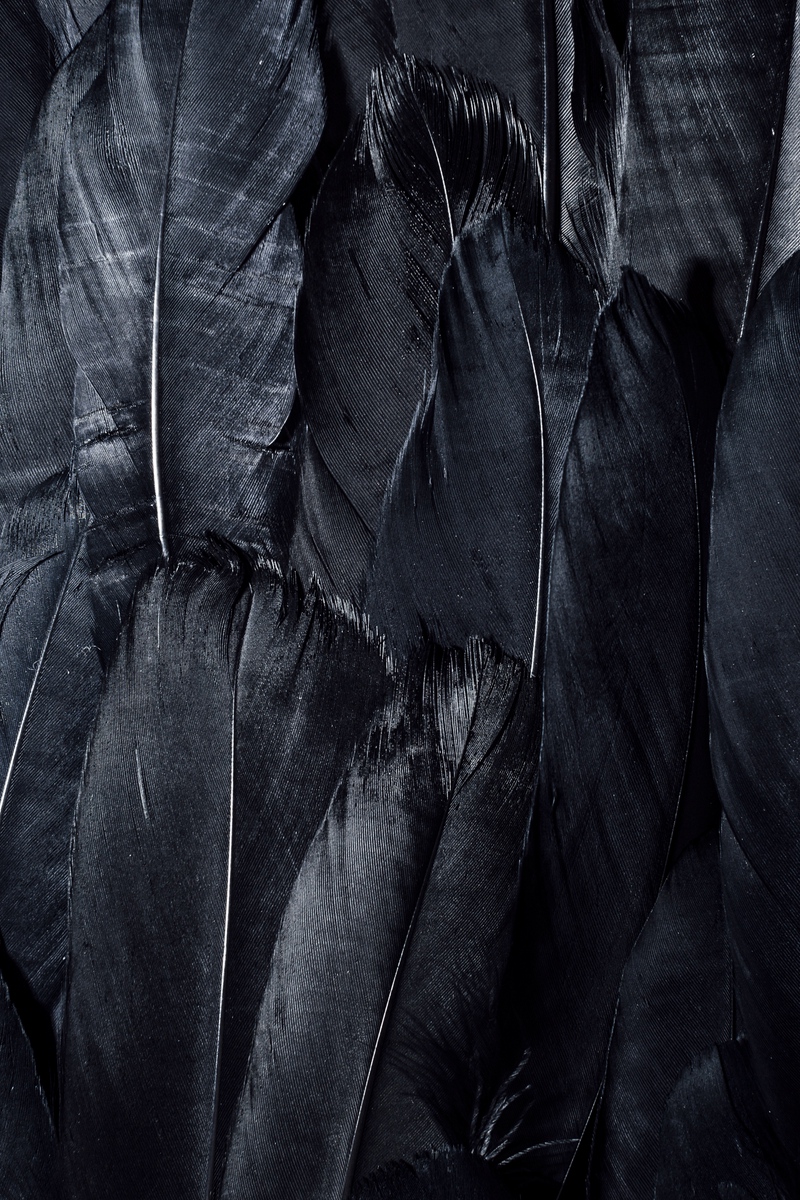 Wallpaper Feathers, Black, Dark - Black Feathers - HD Wallpaper 