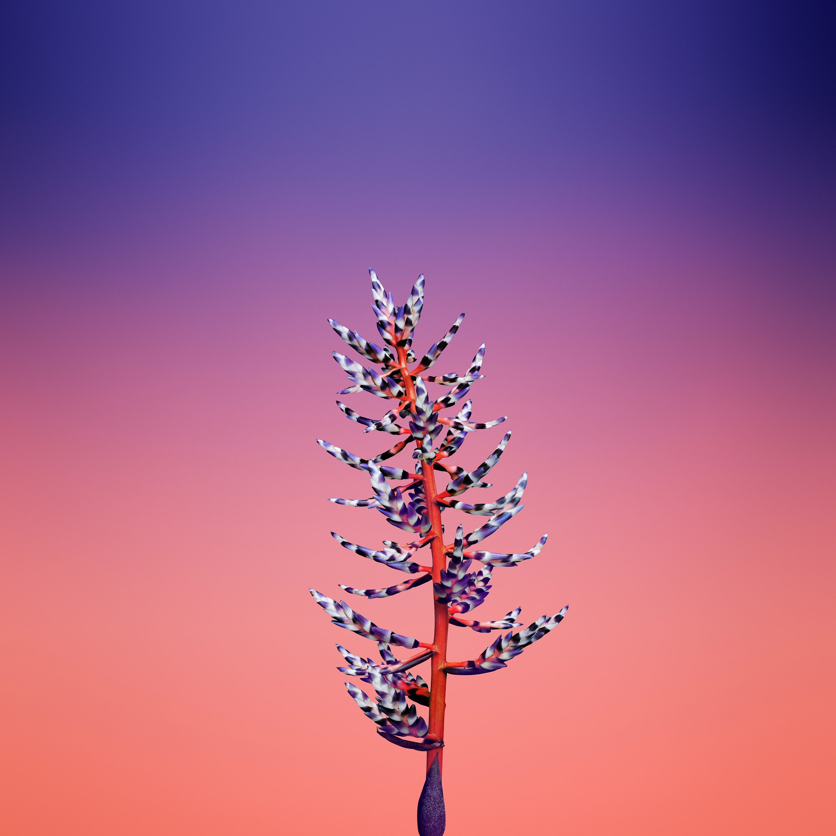 Ios 11 Gm - HD Wallpaper 