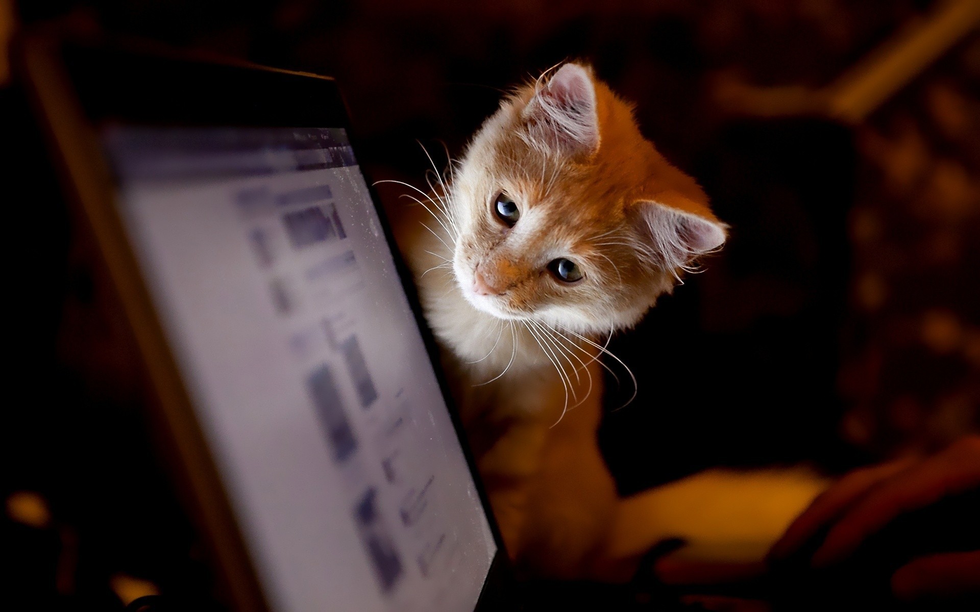 Cat Looking At Computer Screen - HD Wallpaper 