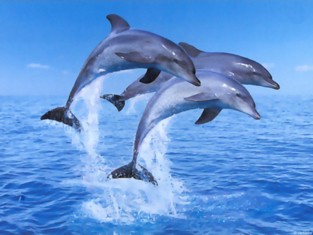 Dolphin Wallpapers 2013 Hd 3d Dolphins 2013 Backgrounds - Jumping Dolphin -  1024x768 Wallpaper 