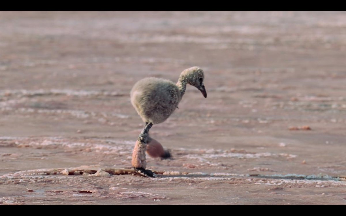 Baby Flamingo Our Planet - HD Wallpaper 