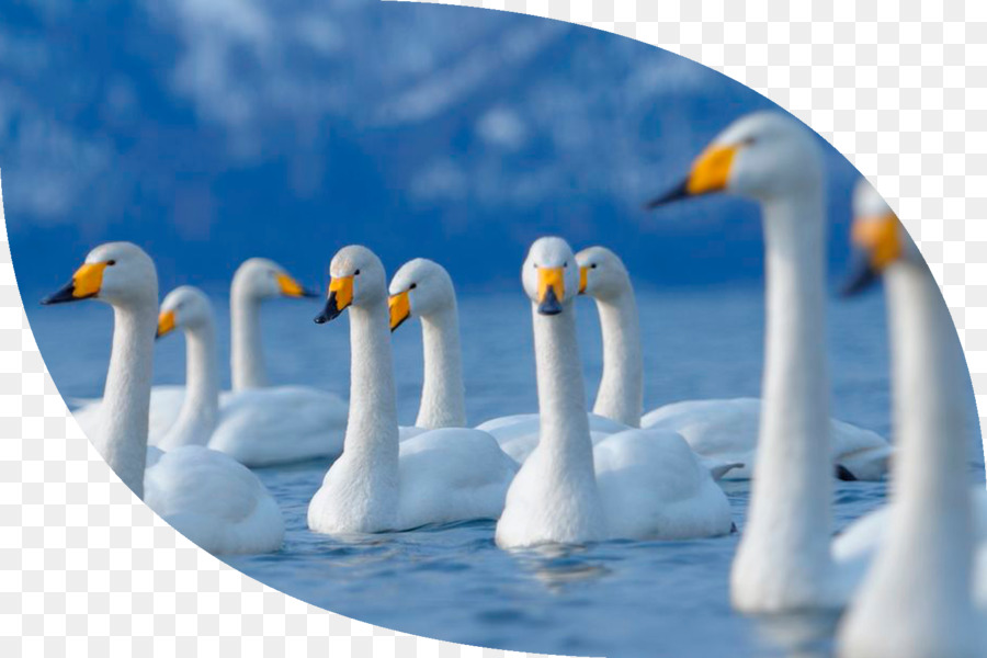 Transparent Png Image - Mobile Wallpaper Hd Swan - HD Wallpaper 