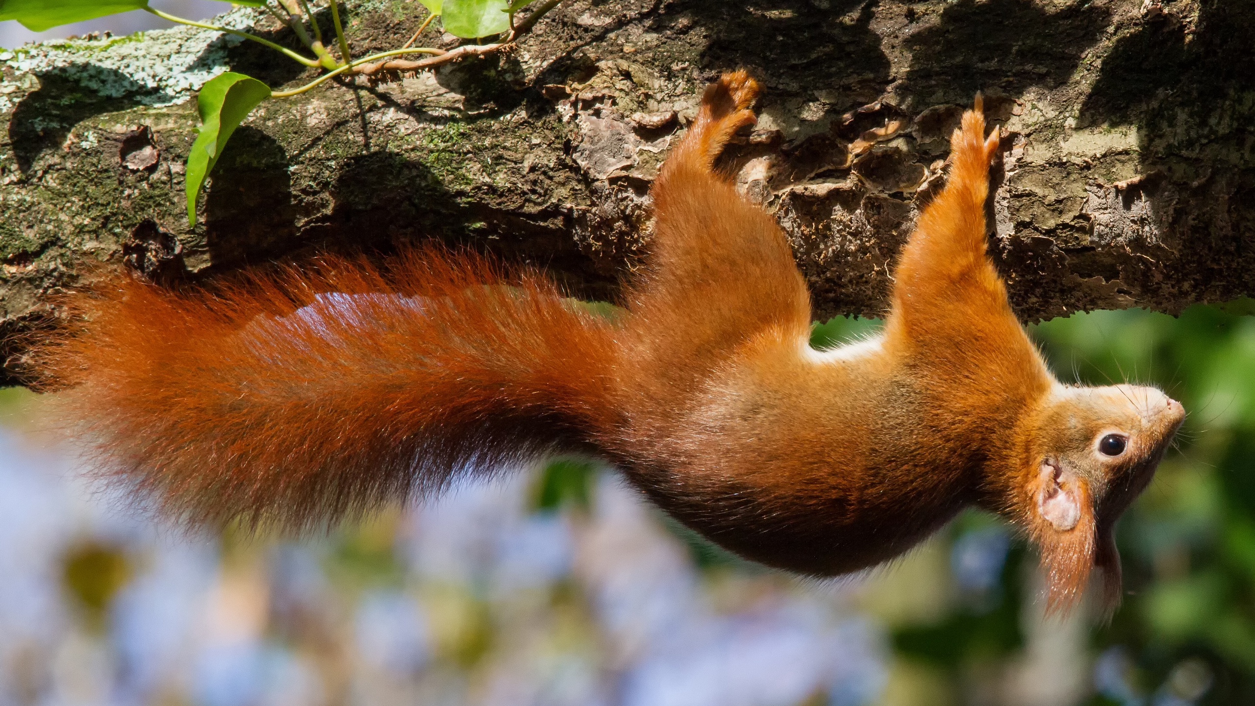 Wallpaper Squirrel, Tree, Upside Down - Upside Down Wallpaper 1920 - HD Wallpaper 