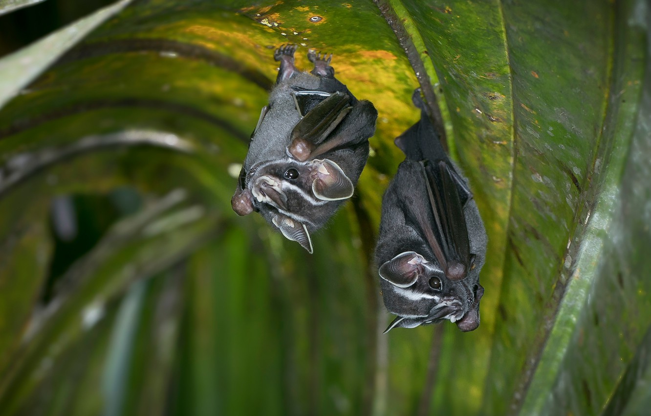 Photo Wallpaper Leaves, Two, Pair, Bat, Bats, Grey, - Vampire Bat - HD Wallpaper 