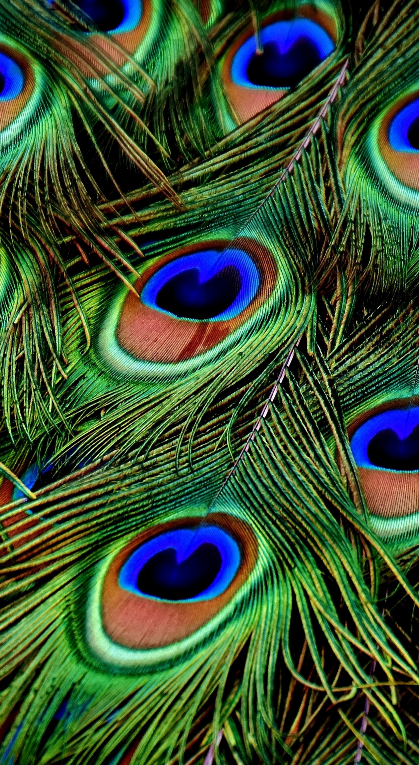 Top 105+ Feather of peacock hd wallpaper - Thejungledrummer.com