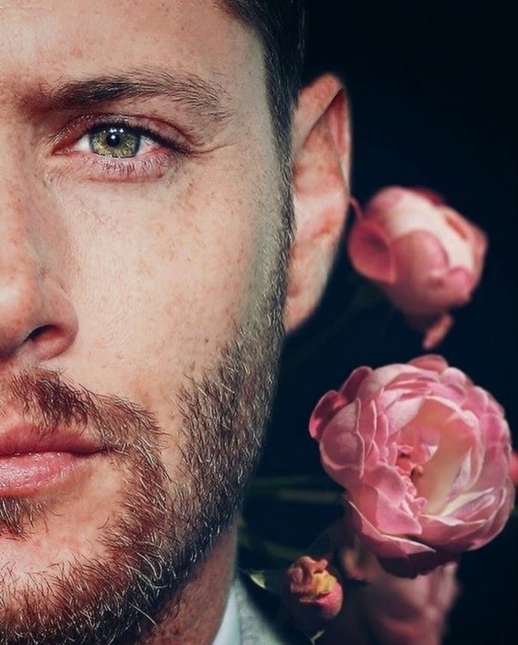 Rose Image - Garden Roses - HD Wallpaper 