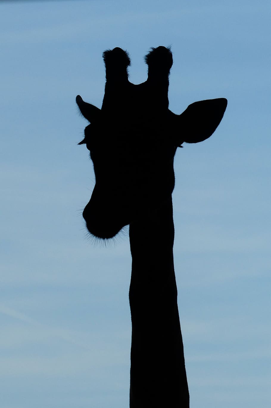 Giraffe S Head, Human, Person, Mammal, Marwell Zoo, - Silhouette - HD Wallpaper 