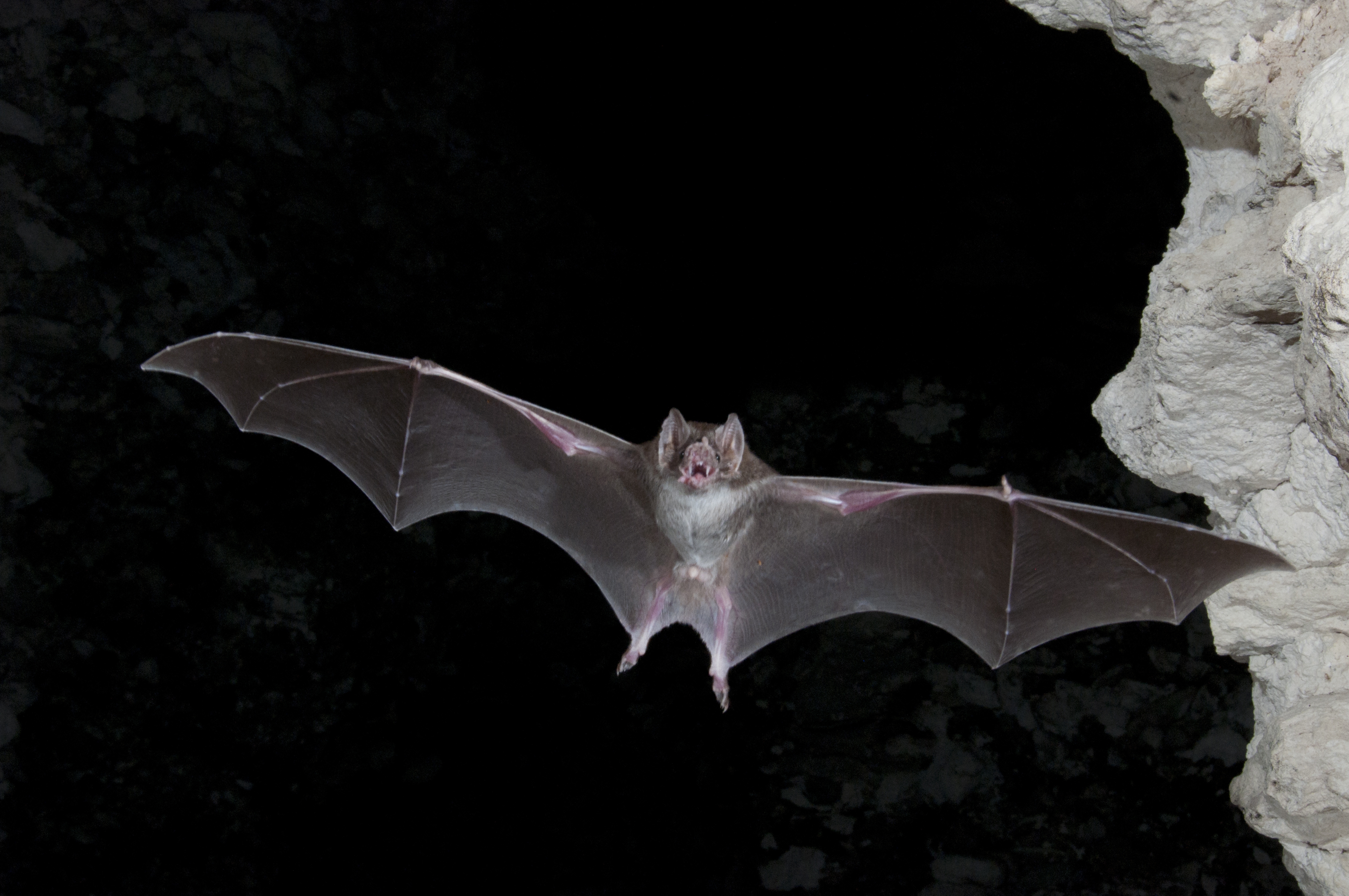 Vampire Bat Wallpapers Hd Vampire Bat At Night 4288x2848 Wallpaper Teahub Io