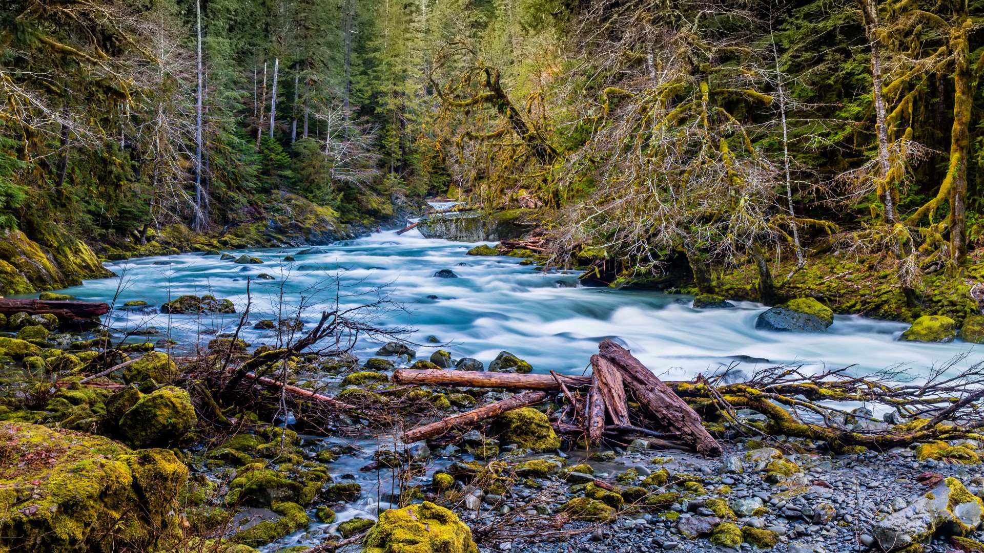 Olympic National Forest River - HD Wallpaper 