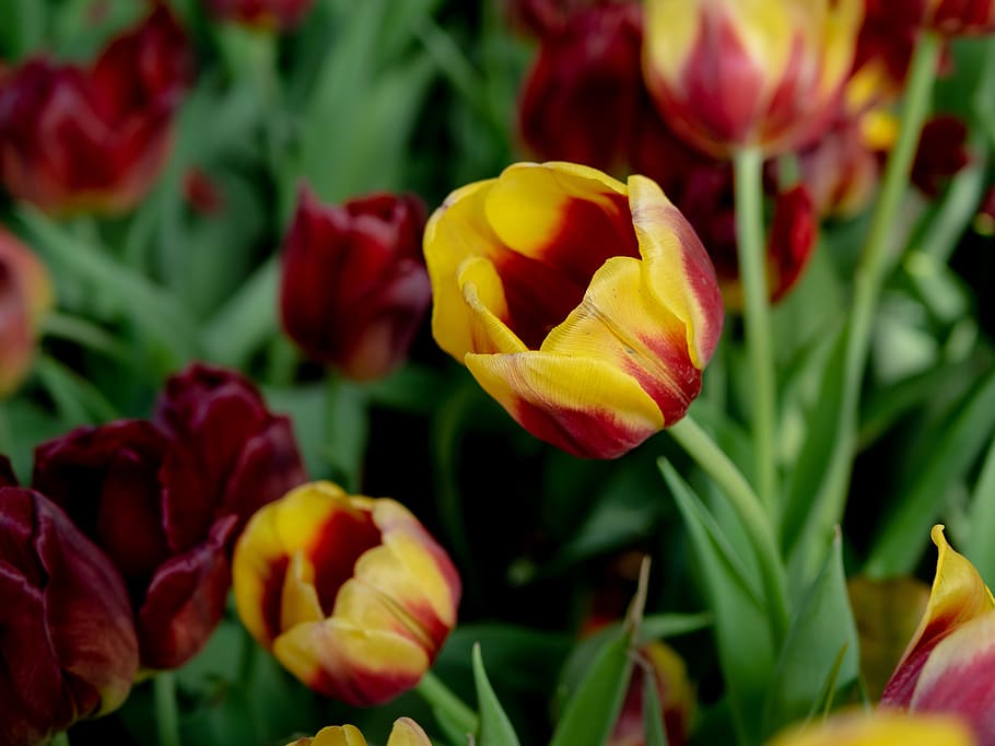 United Tu-lip, Flower, Beautiful Flowers, Dutch Flowers, - Sprenger's Tulip - HD Wallpaper 