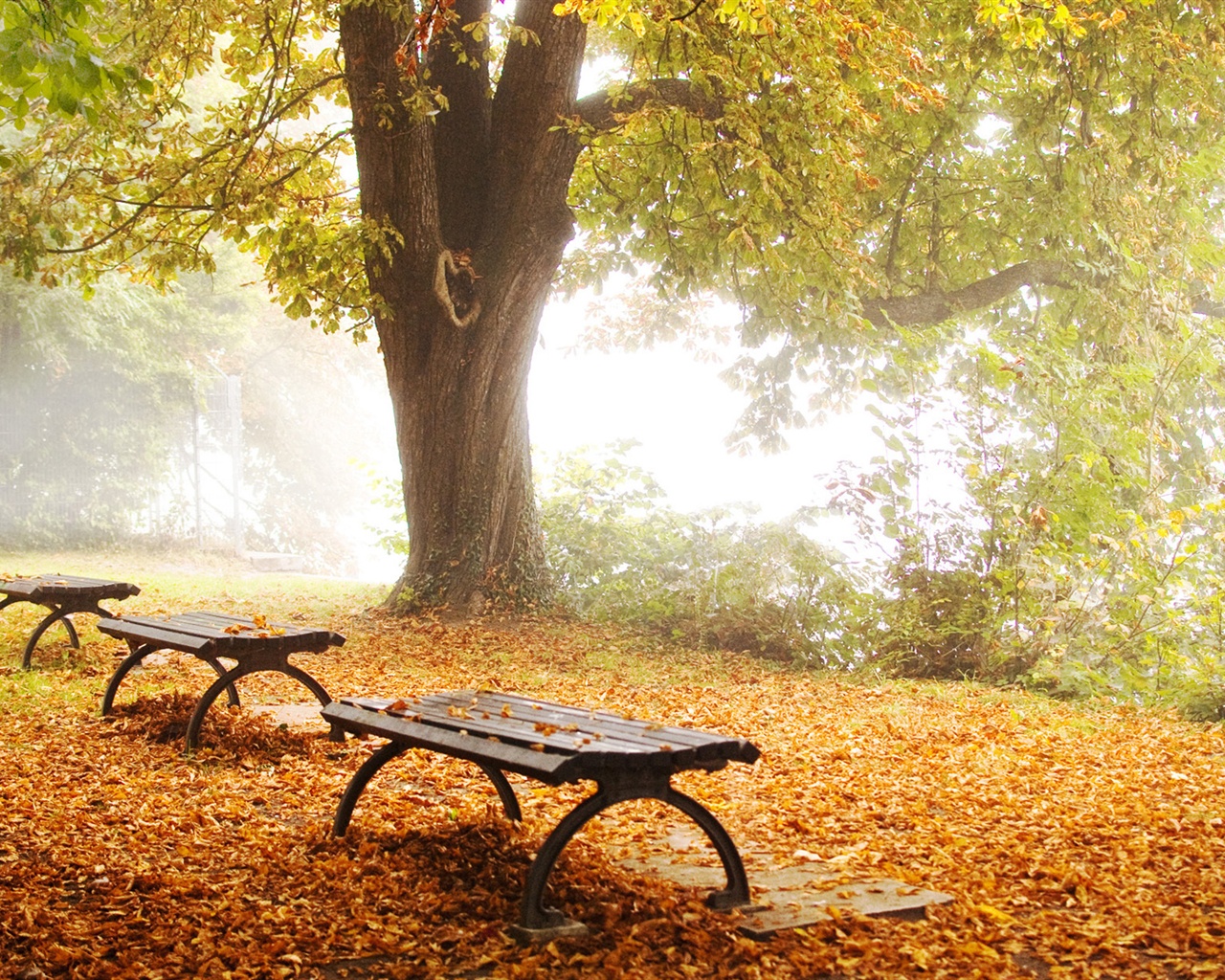 Nature Park Images Hd - HD Wallpaper 