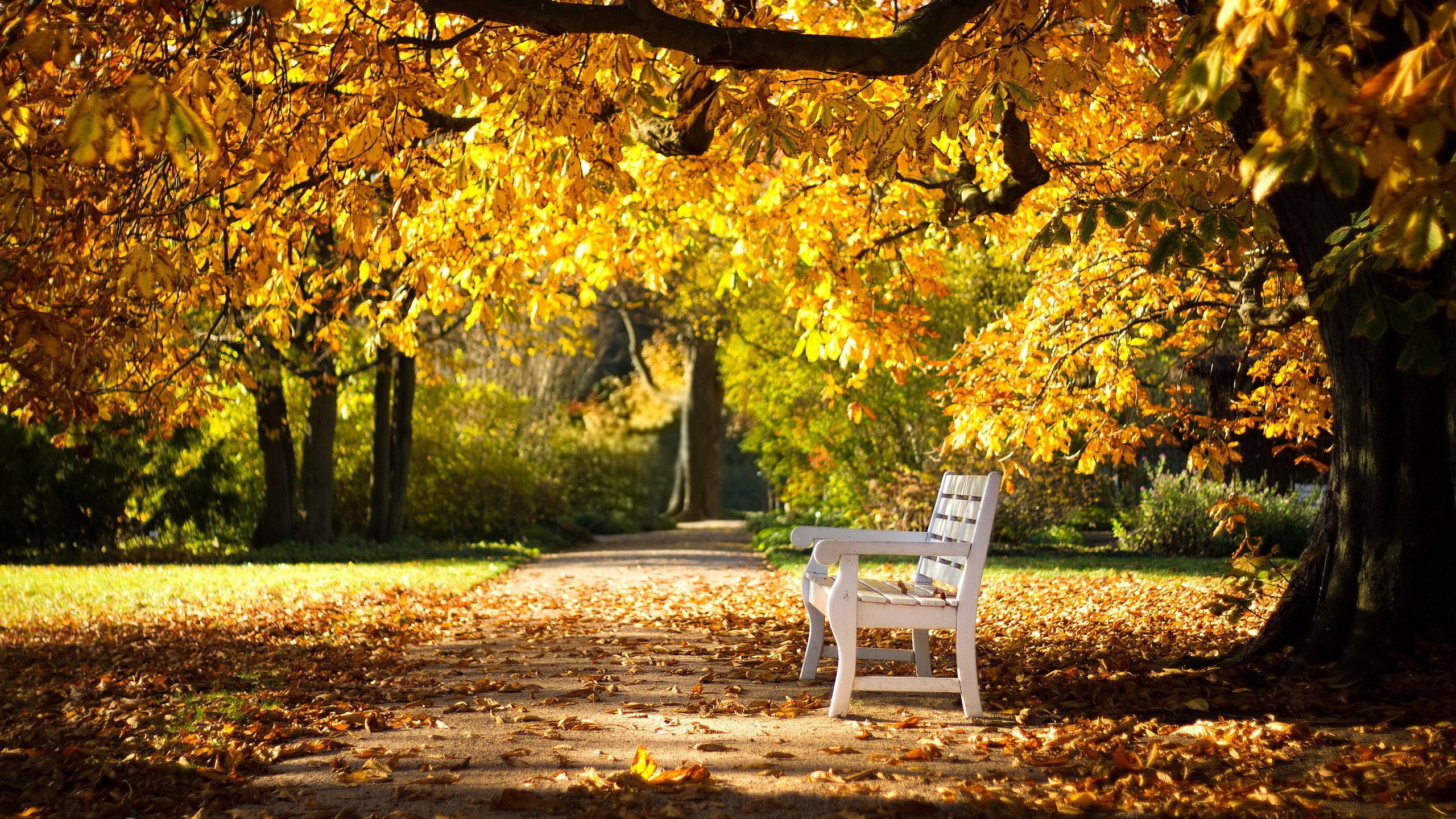 Autumn Park Bench - 2560x1440 Wallpaper 