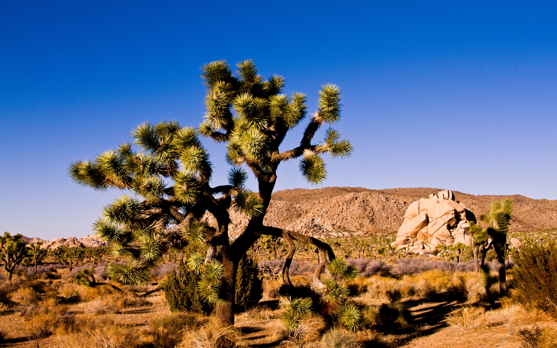 Fond Ecran Joshua Tree - HD Wallpaper 