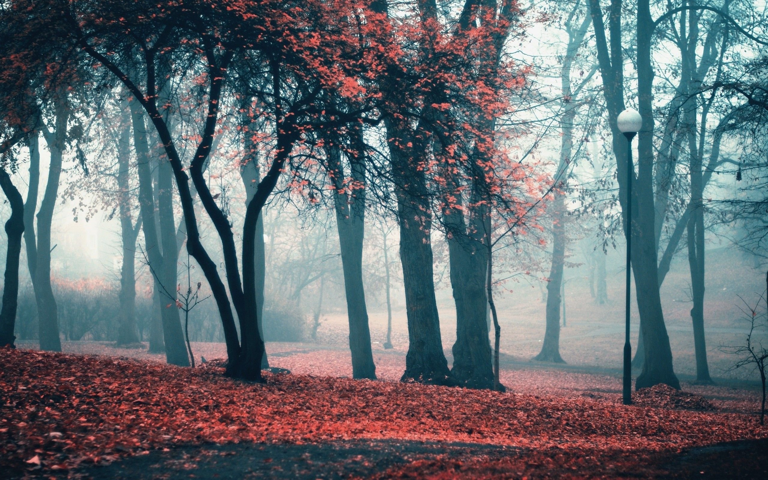 Park In The Fog, Td/20 - Foggy Park In Autumn - HD Wallpaper 