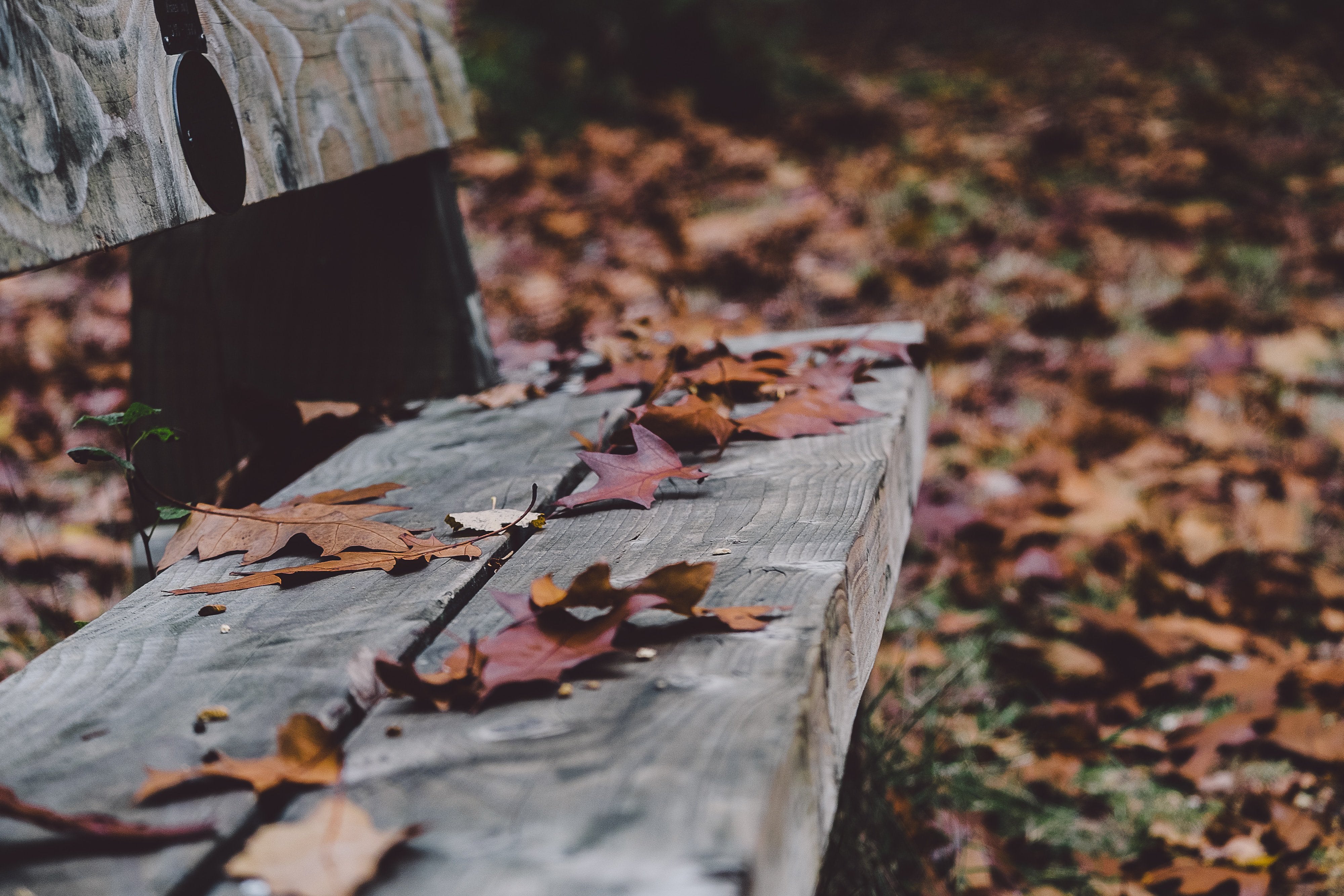 Autumn Leave On Bench - HD Wallpaper 
