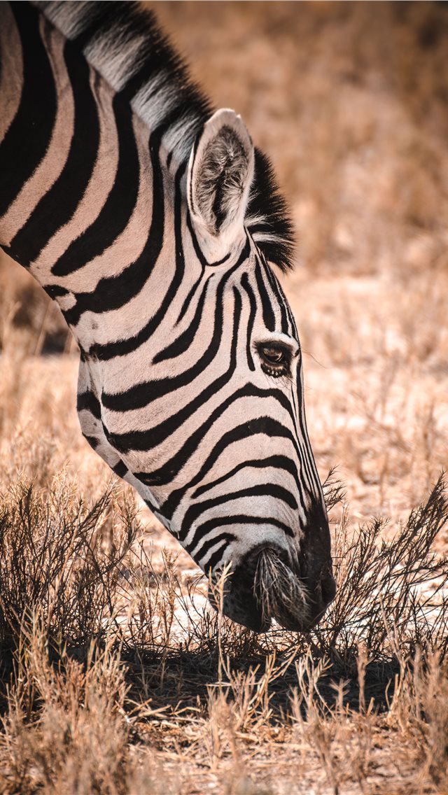 Etosha National Park Iphone Wallpaper - Zebra Wallpaper Iphone 11 - HD Wallpaper 