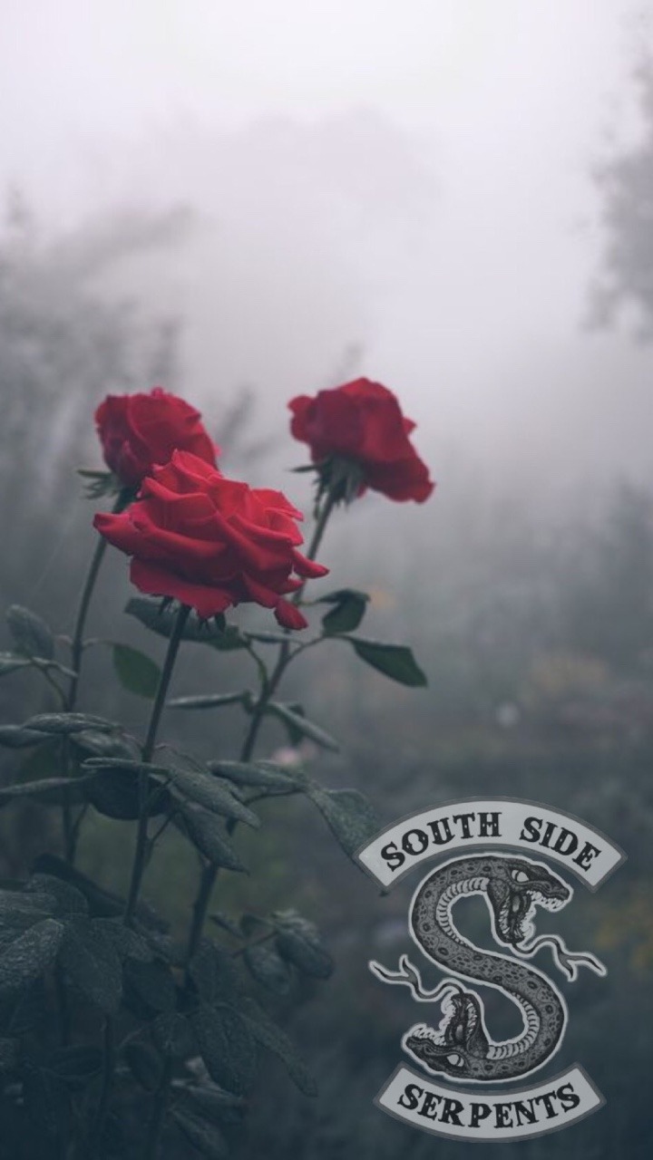 Image - Iphone Aesthetic Roses - HD Wallpaper 