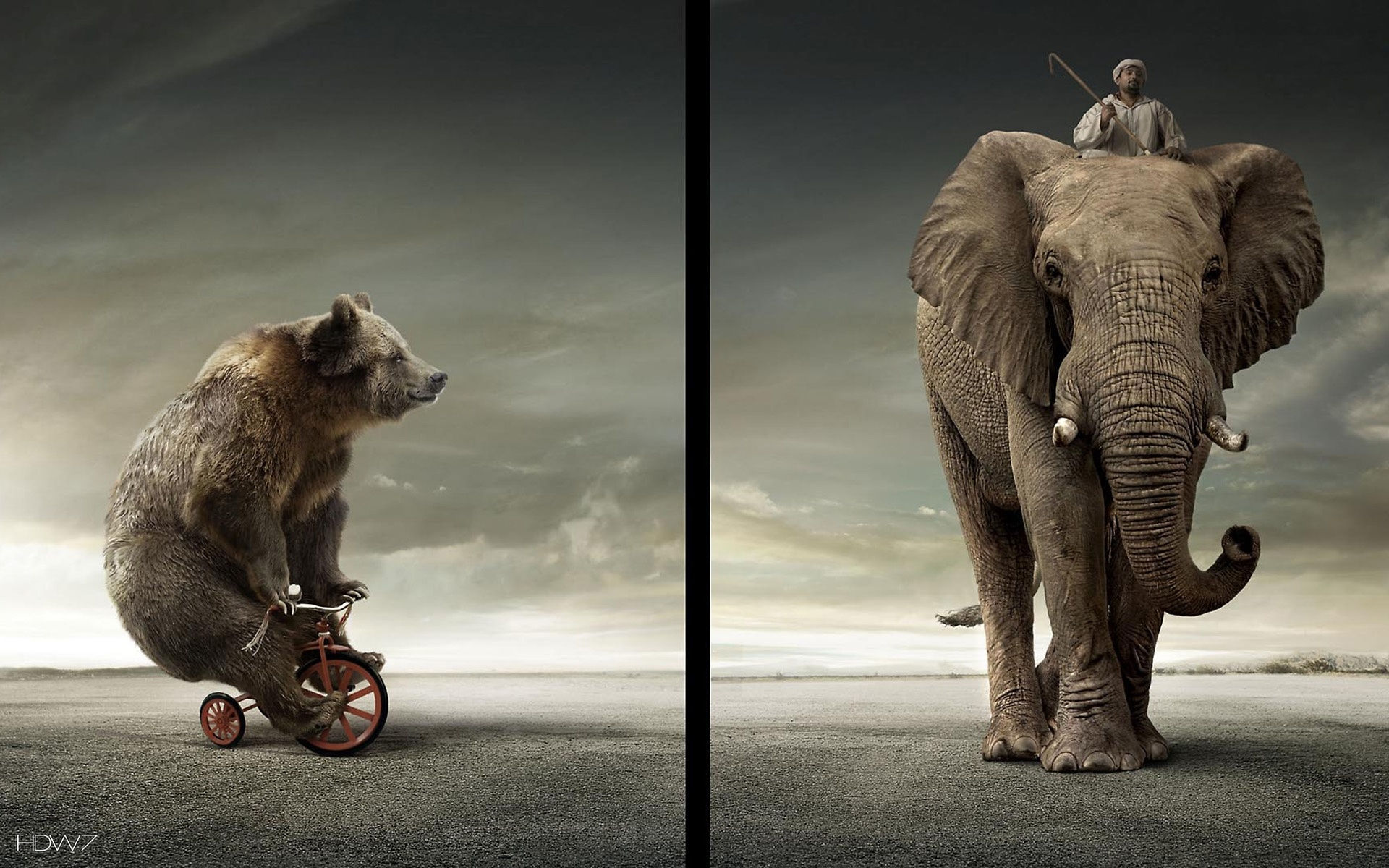 Funny Bear Elephant Bike Rider - Funny Bear - HD Wallpaper 