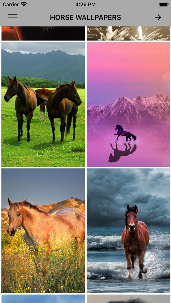 Horse Wallpapers & Backgrounds - Stallion - HD Wallpaper 