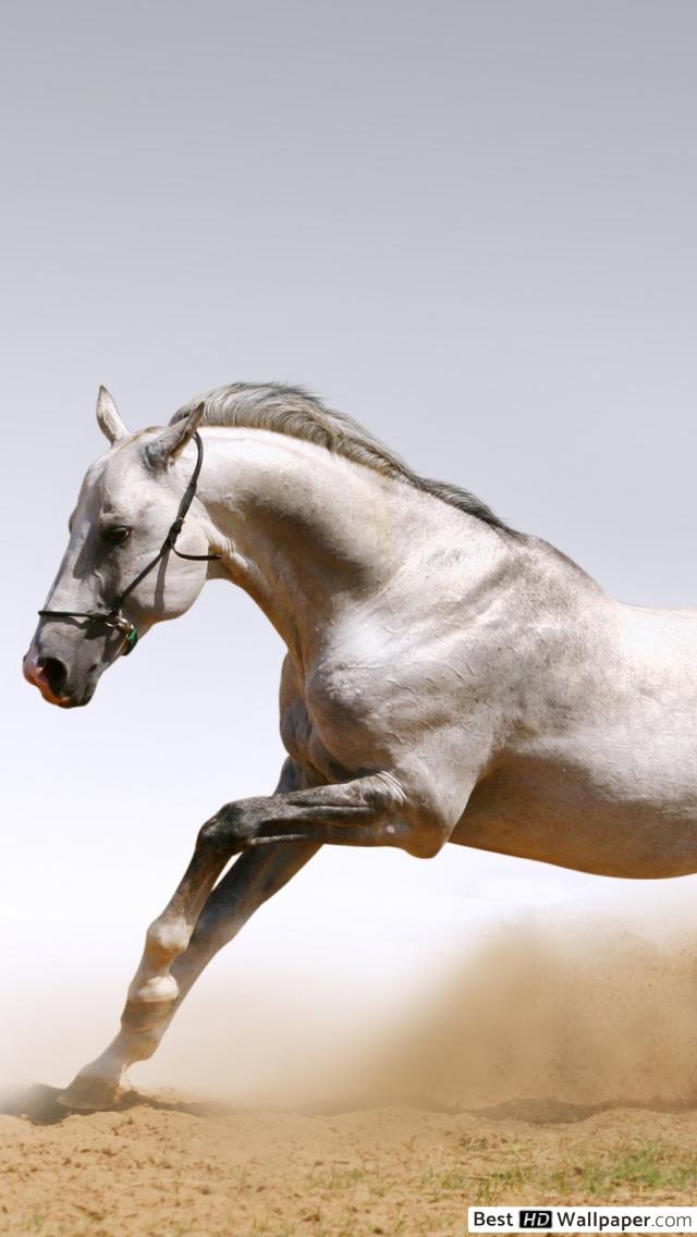 Best Horse - HD Wallpaper 