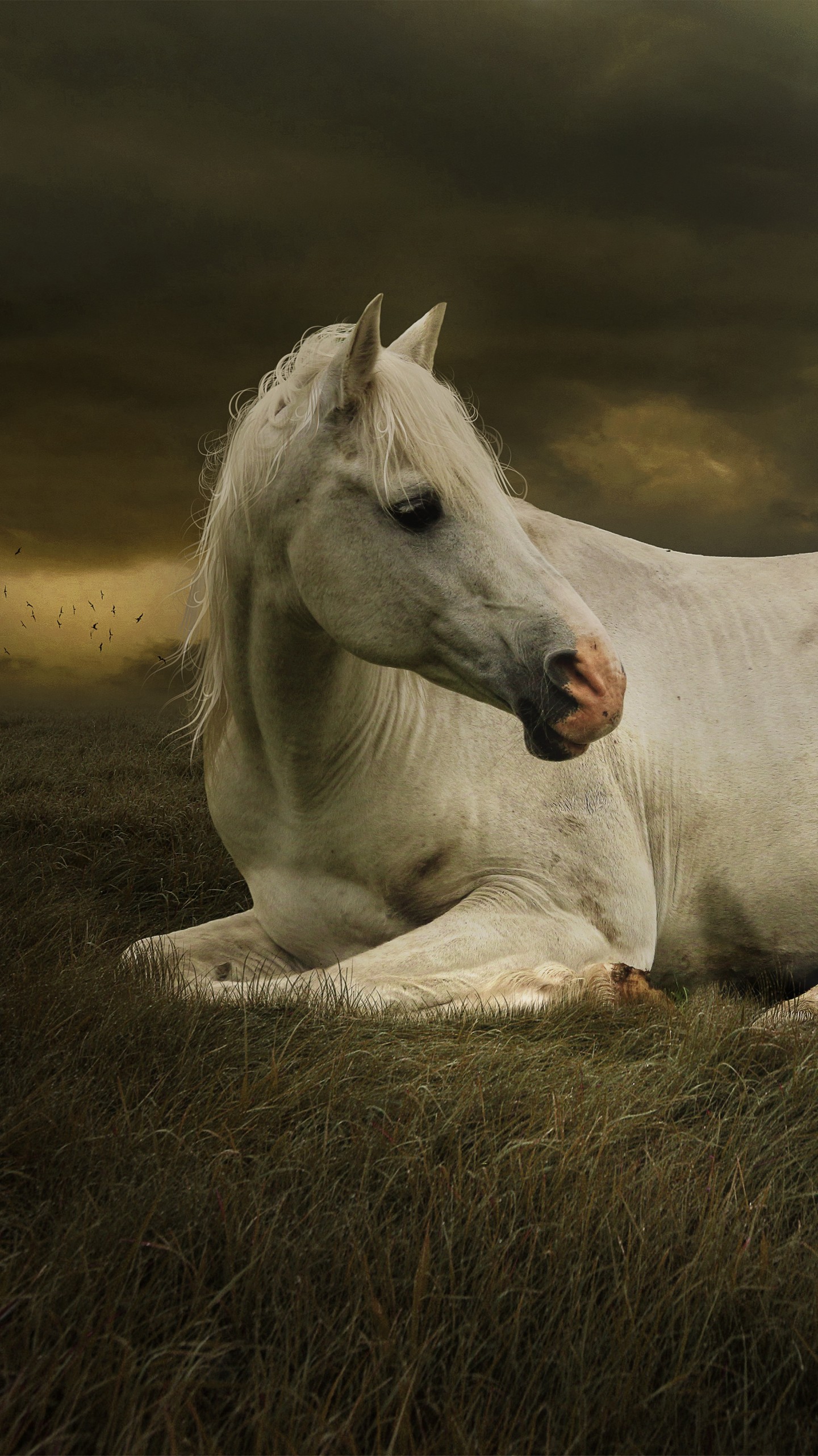 Girl With White Horse - HD Wallpaper 