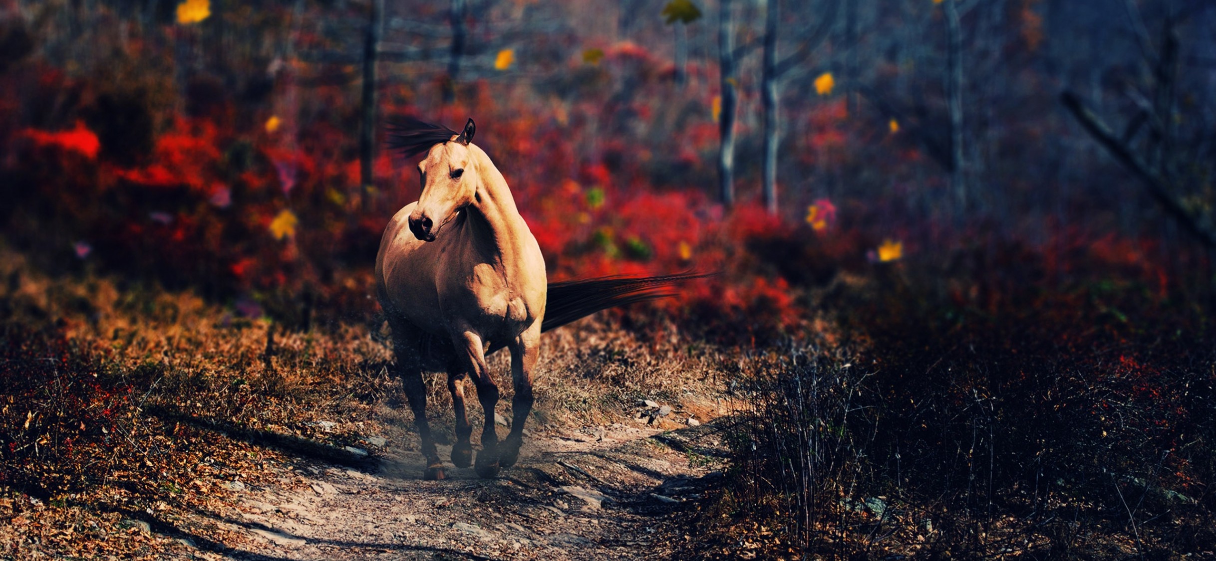 4k Resolution Ultra Hd - HD Wallpaper 