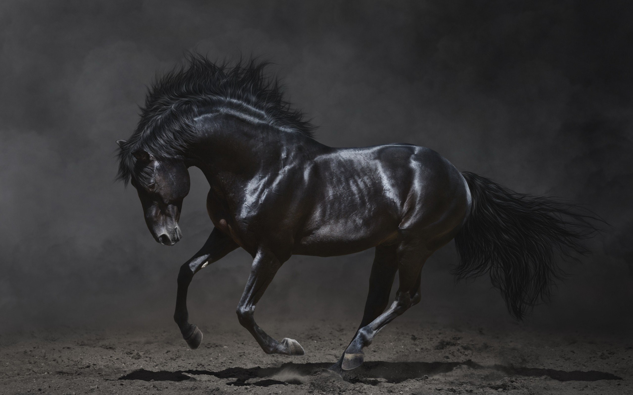 Horse Wallpaper Black - HD Wallpaper 