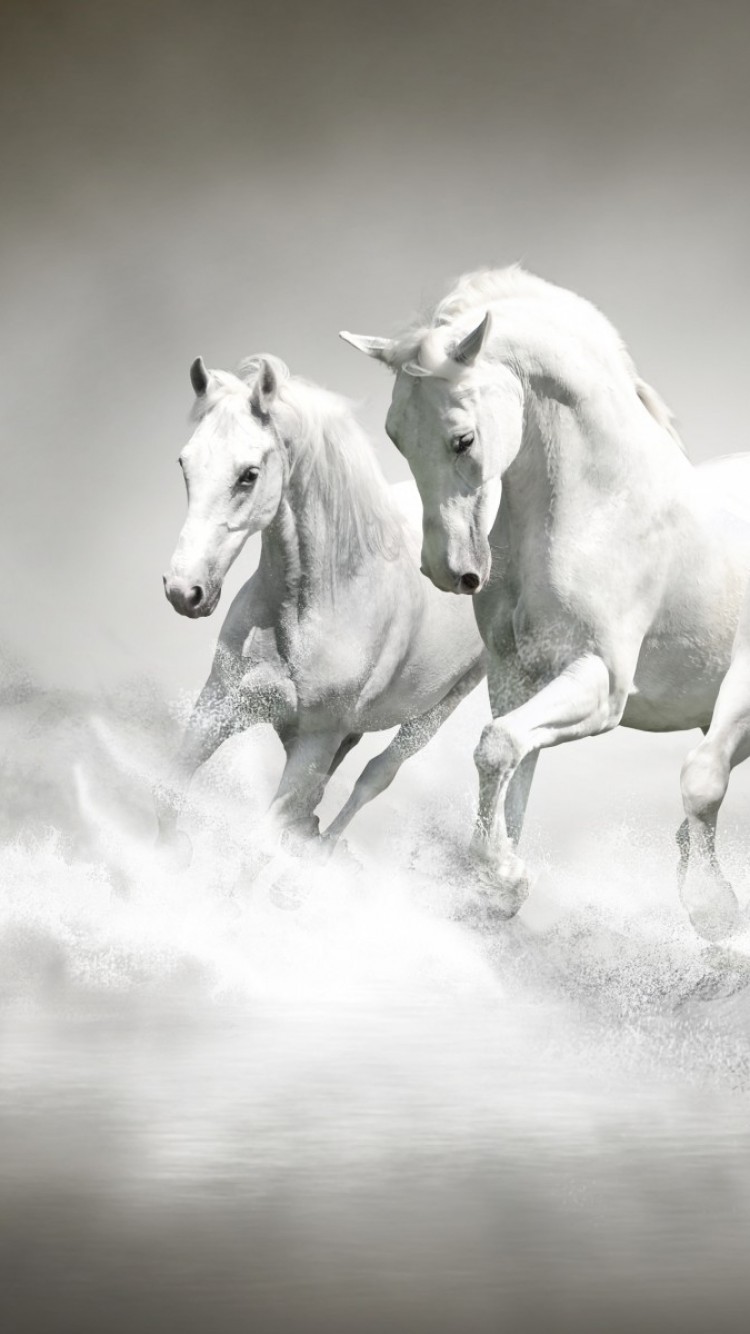 White Horses, Majestic, Running, Water Splash, Beach - Horse Running Wallpaper Iphone - HD Wallpaper 