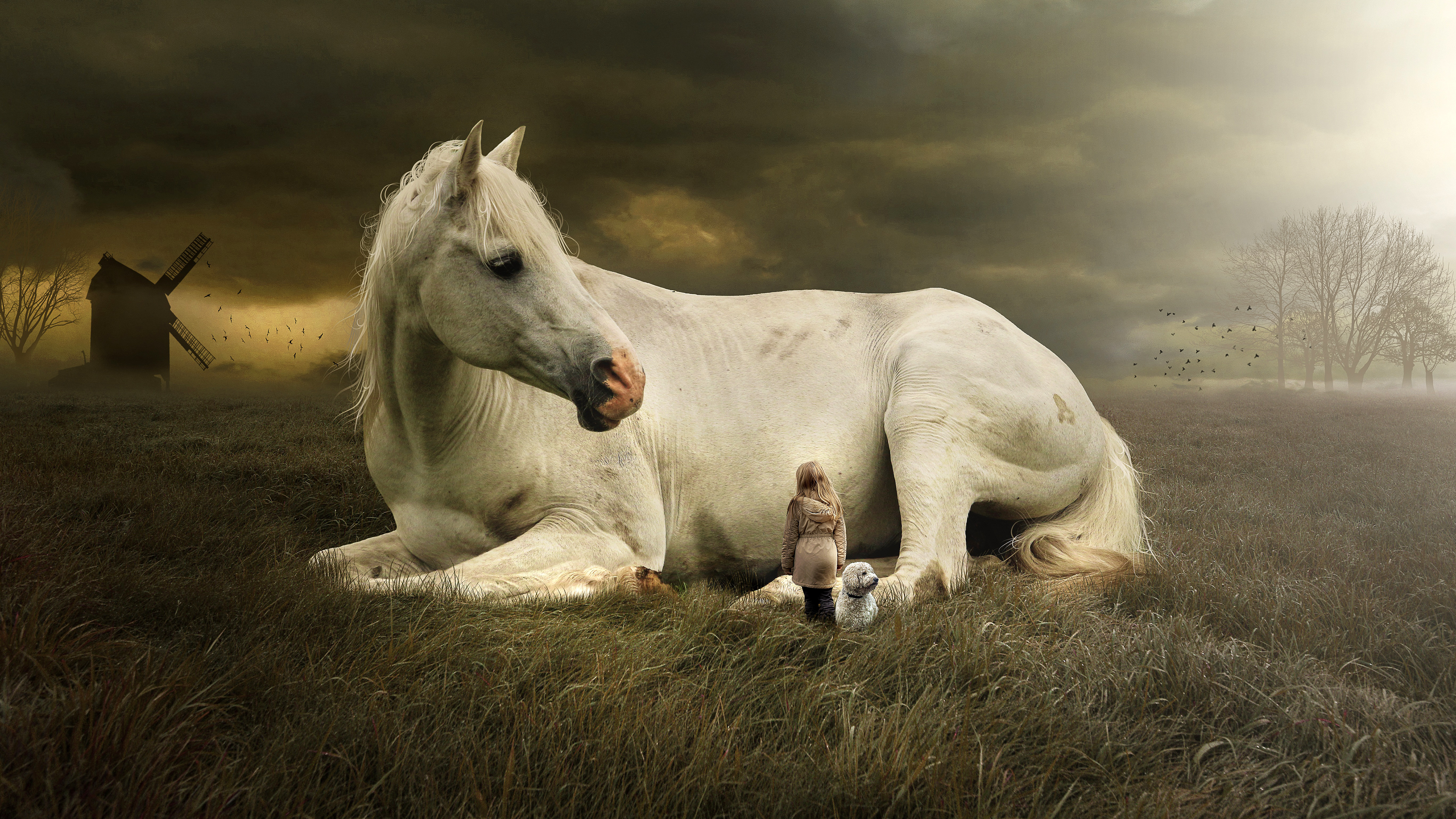 Horse Fantasy 5k Wallpapers - White Horse Laying Down - HD Wallpaper 