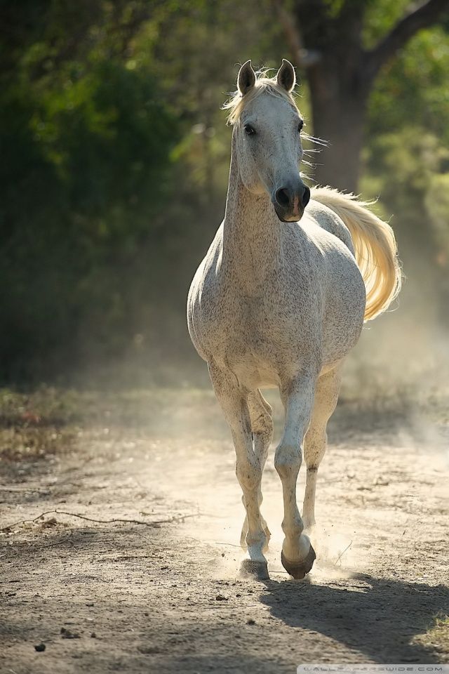 Horses, Hq Definition Wallpapers For Free - Background Images Hd Horse - HD Wallpaper 