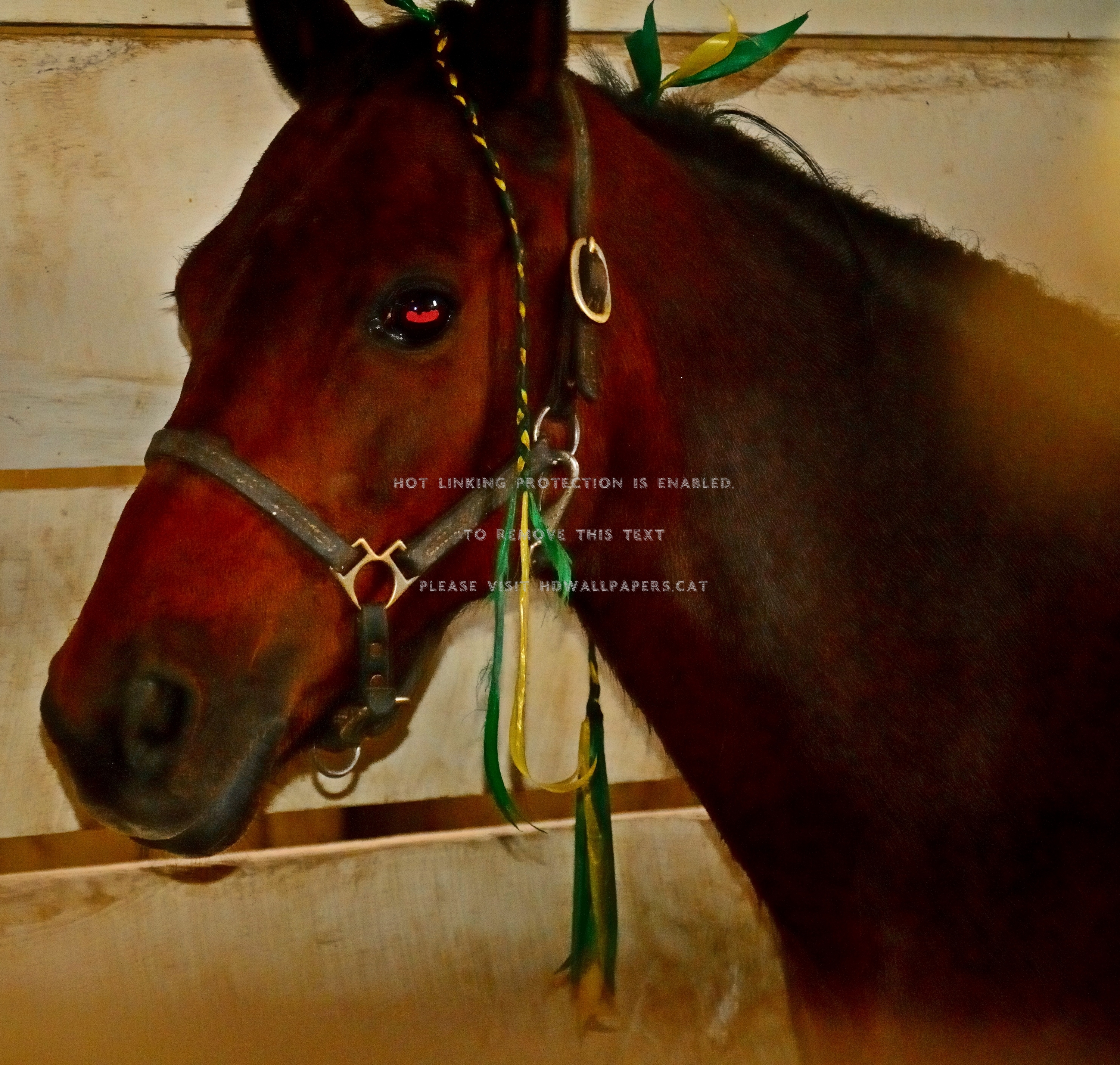 Sweet Pony Cute Horse Beautiful Eyes - Sorrel - HD Wallpaper 