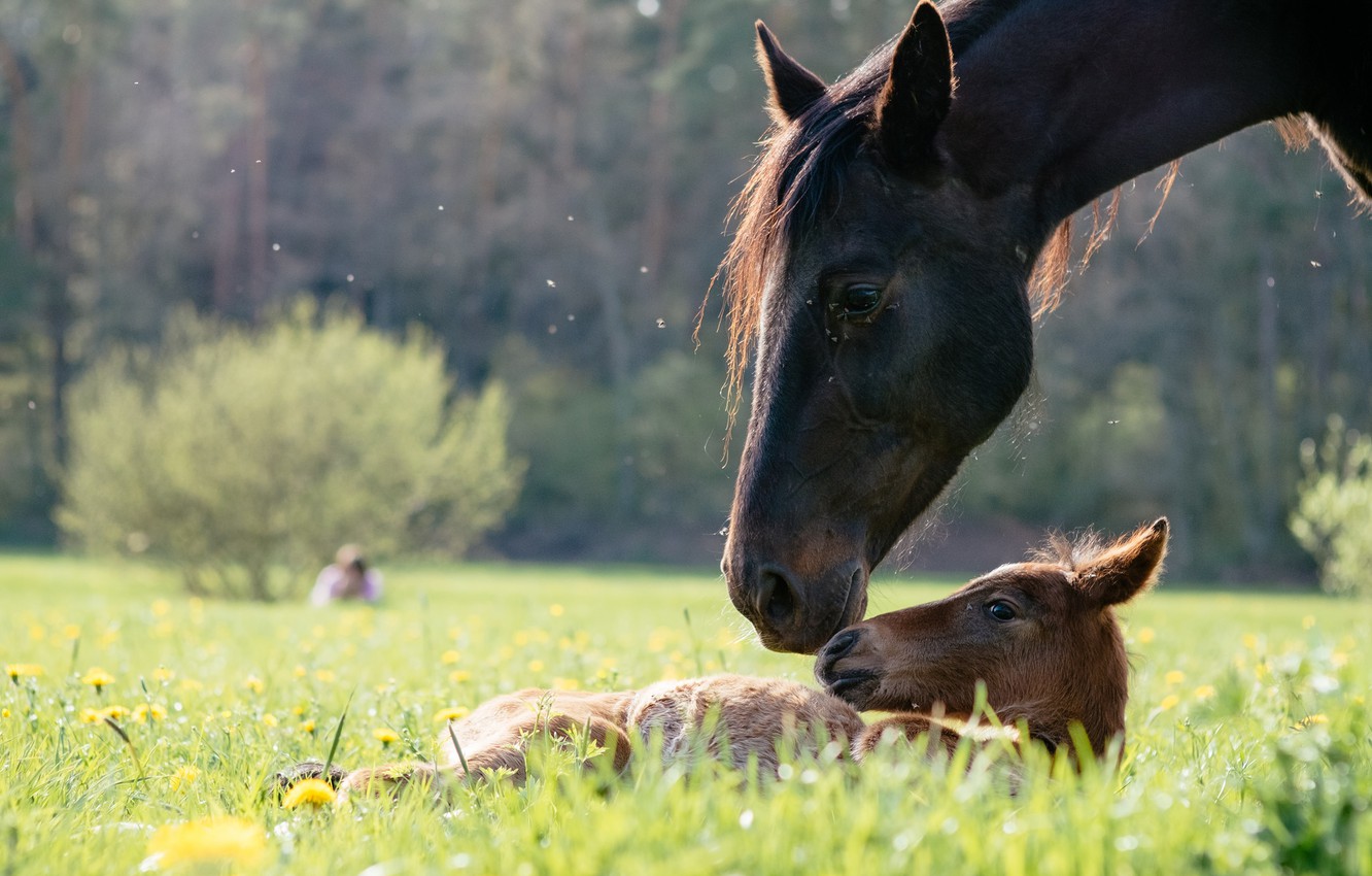 Photo Wallpaper The Sun, Nature, Baby, Weed, Mom, Horses - Sorrel - HD Wallpaper 