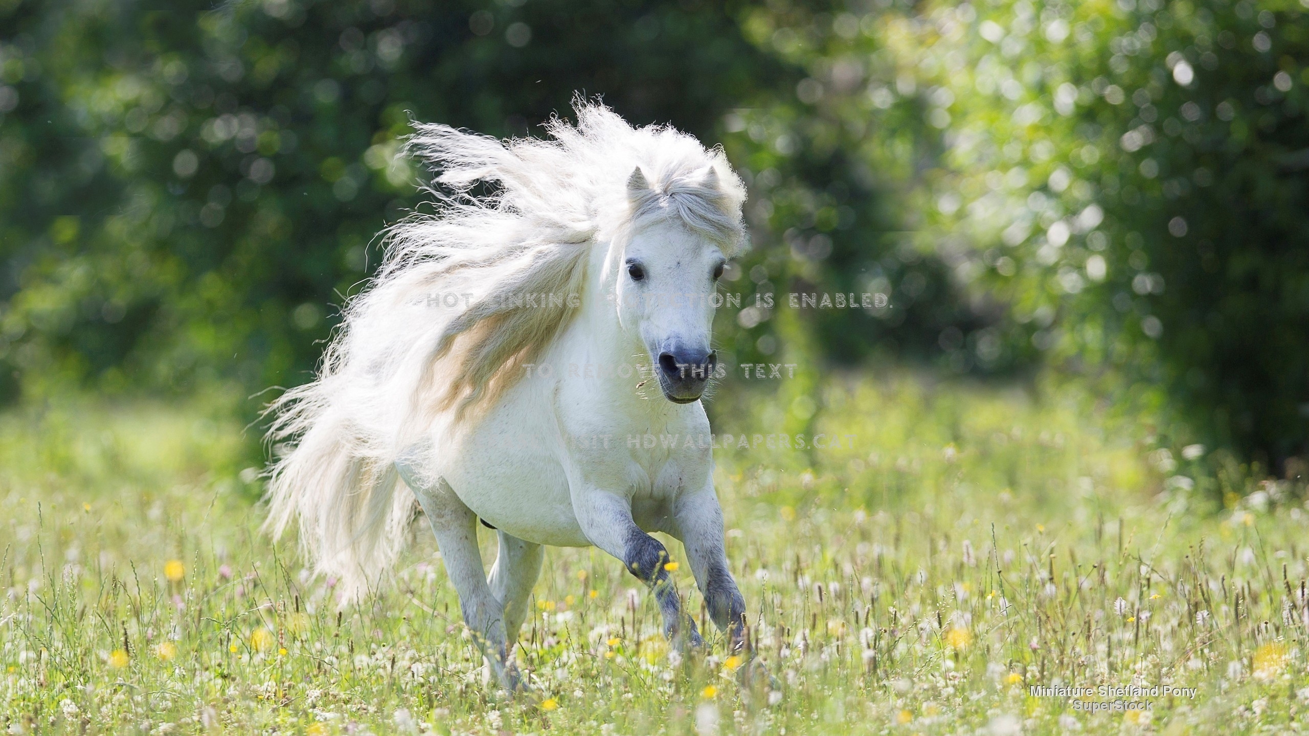 Pony Horse White Summer Green Cute Animals - White Small Horse - HD Wallpaper 