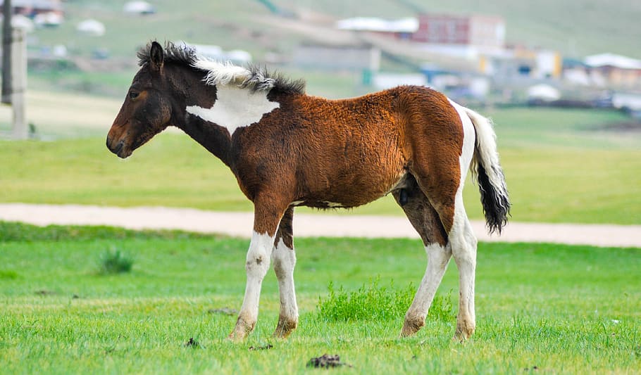 Foal, Horse, Animal, Baby, Young, Domestic, Mongolia, - HD Wallpaper 