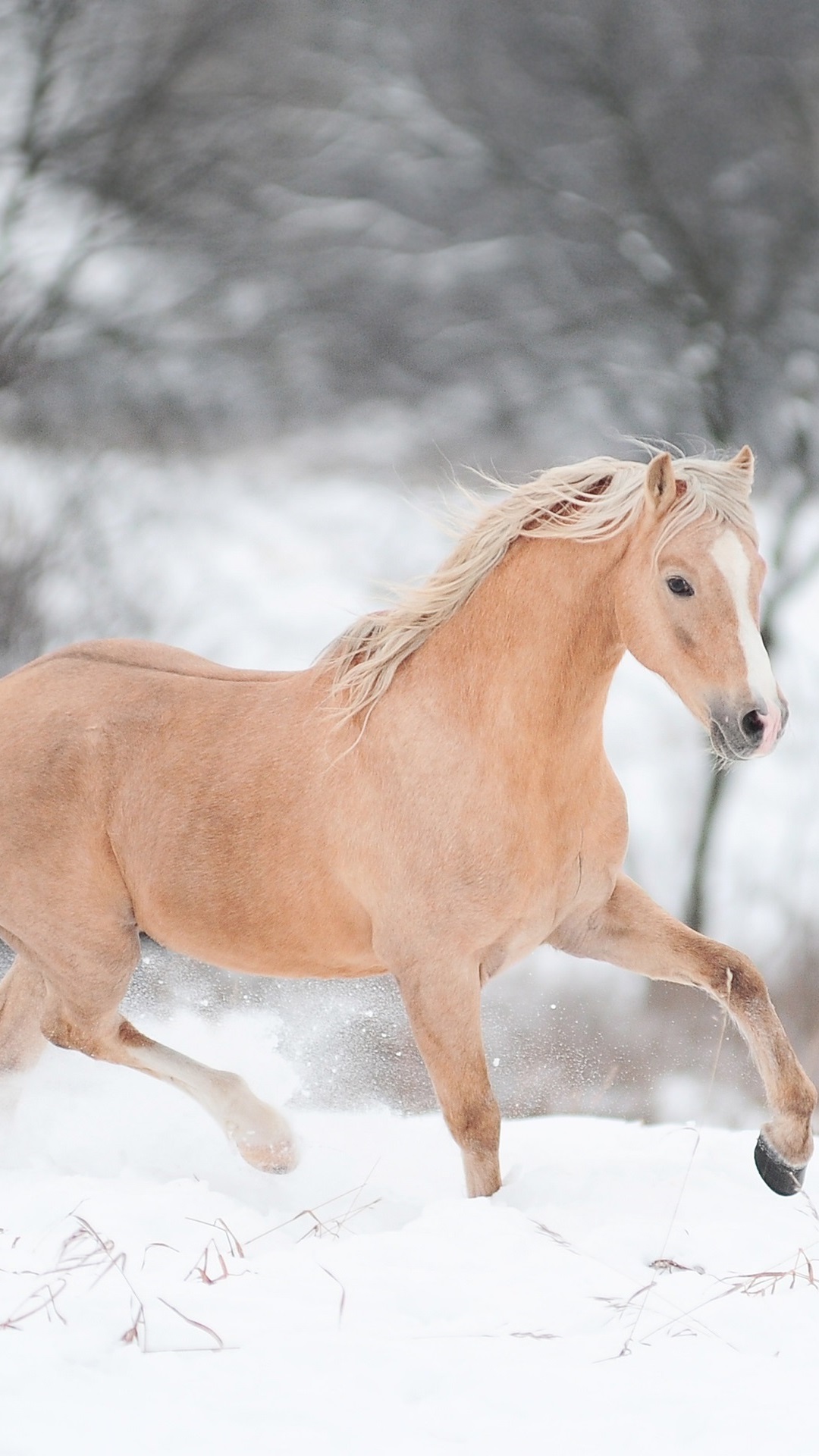 Iphone Wallpaper Horse Running In Winter - Caballos Corriendo En La Nieve - HD Wallpaper 