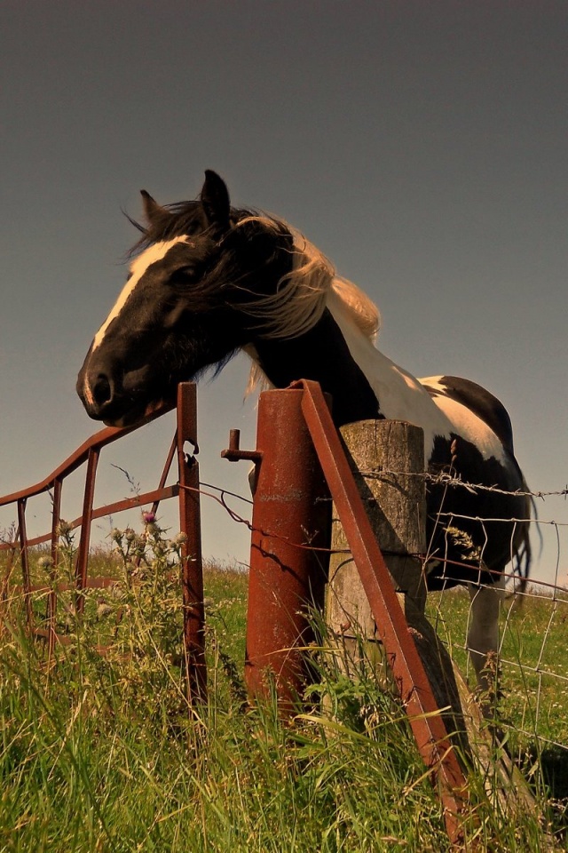 #p6fm1na Horse Wallpaper For Iphone Px - Horse Iphone - HD Wallpaper 