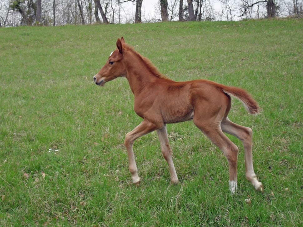 Brown Baby Horse Running On Field Preview - HD Wallpaper 