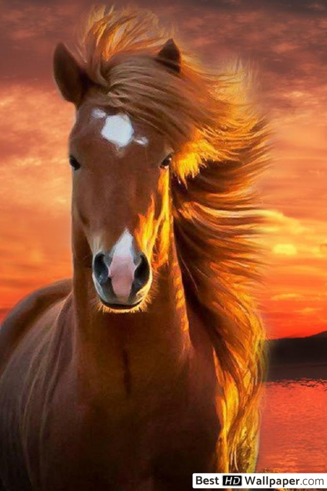 Horse Head Facing Front - HD Wallpaper 